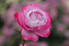 薔薇
