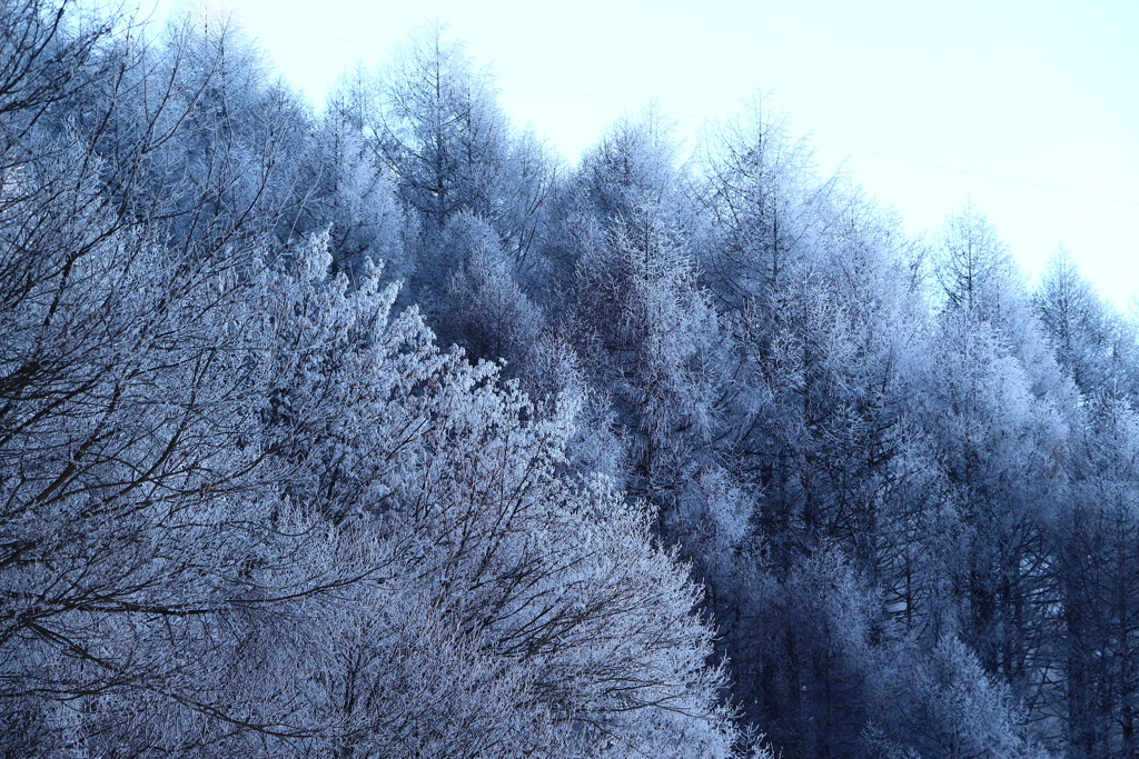 樹氷