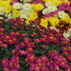 菊花展にて