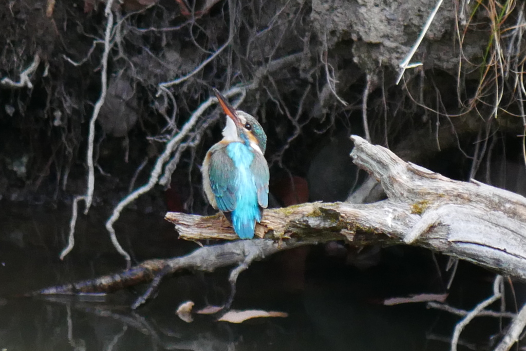 何かいたの？　　カワセミく～～ん