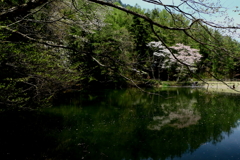 桜の散る頃