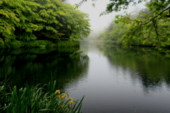 雨の日の雲場池