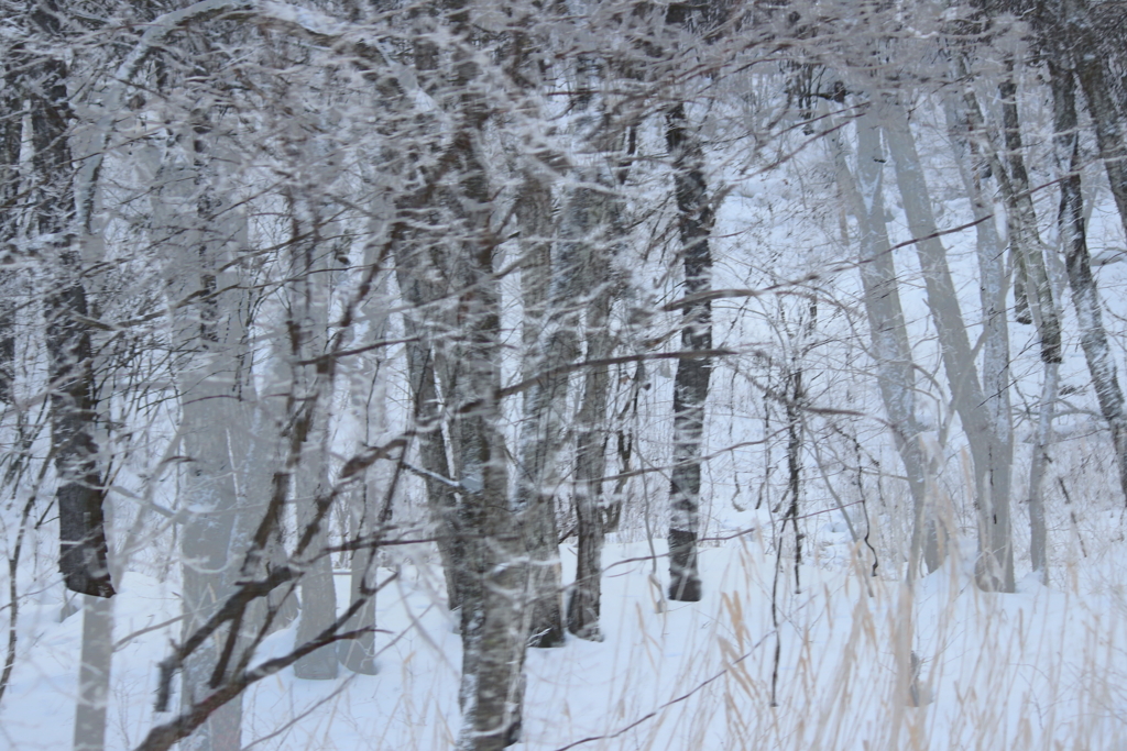 雪の森