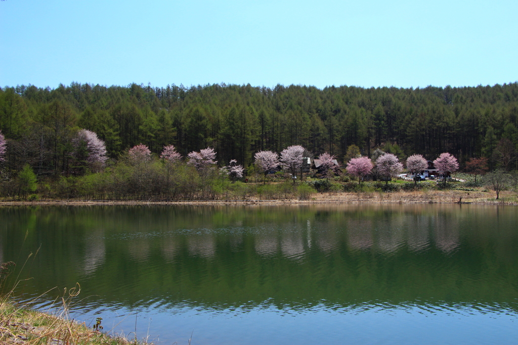 高原の春