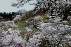 信州の桜