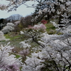 信州の桜