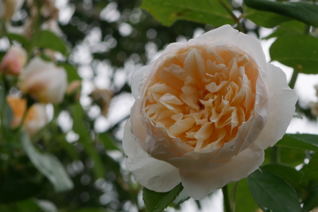 公園の薔薇