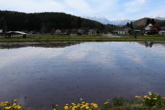 田植えの季節
