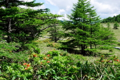 池の平湿原のツツジ