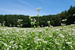 蕎麦の花
