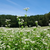 蕎麦の花