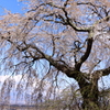 関所破りの桜　(五郎兵衛ざくら）