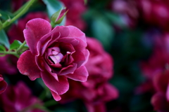 薔薇