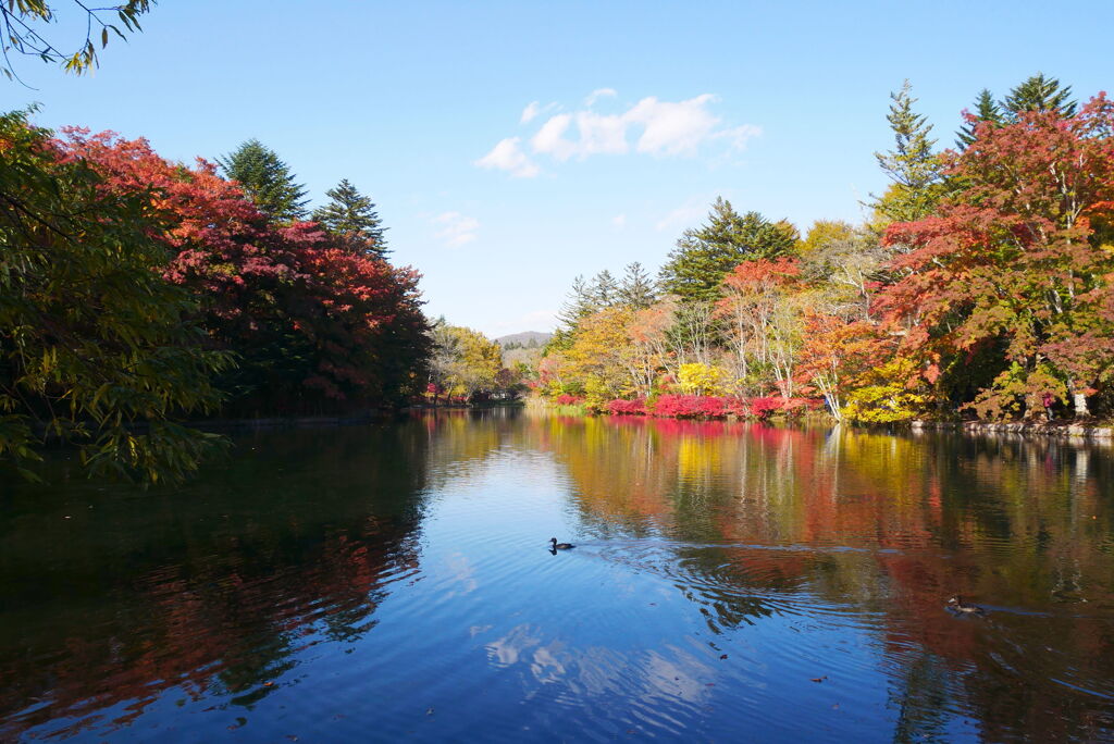 雲場池の紅葉