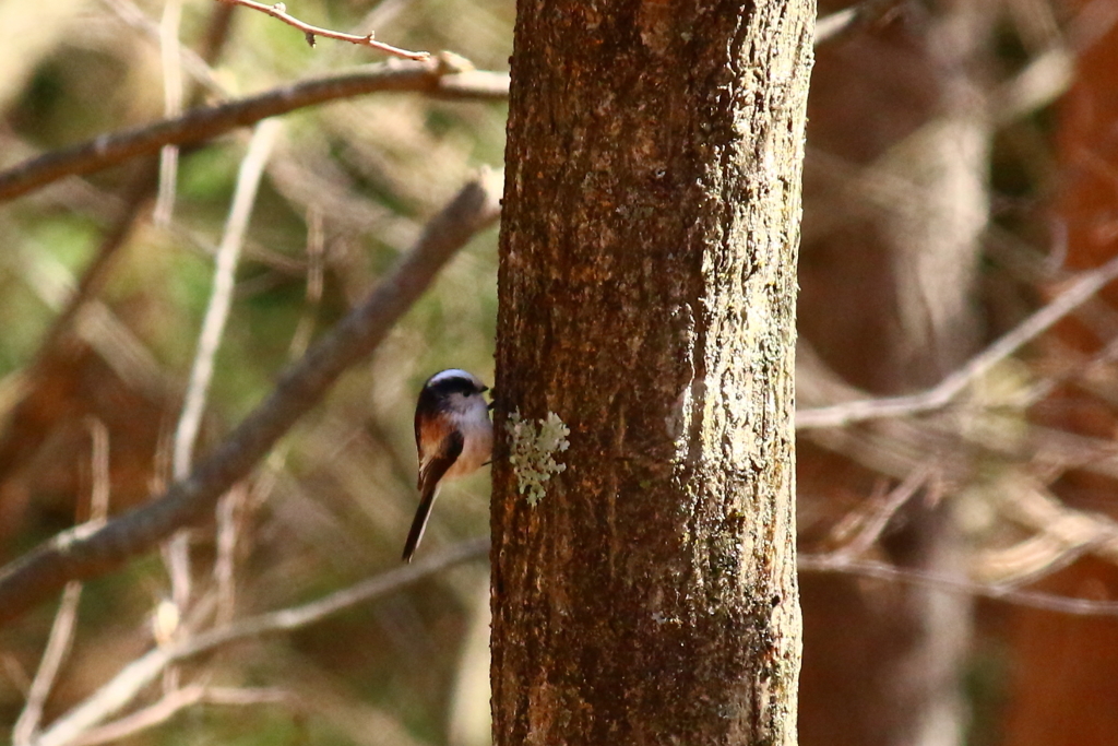 あなたは　だ～れ？
