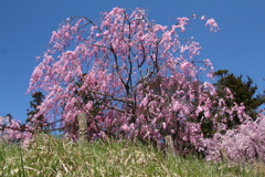 池のほとりの枝垂桜