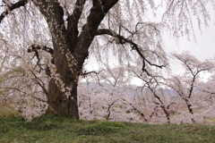 光林寺の枝垂桜