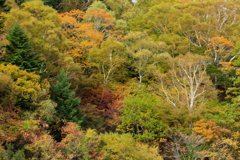 扉峠の紅葉