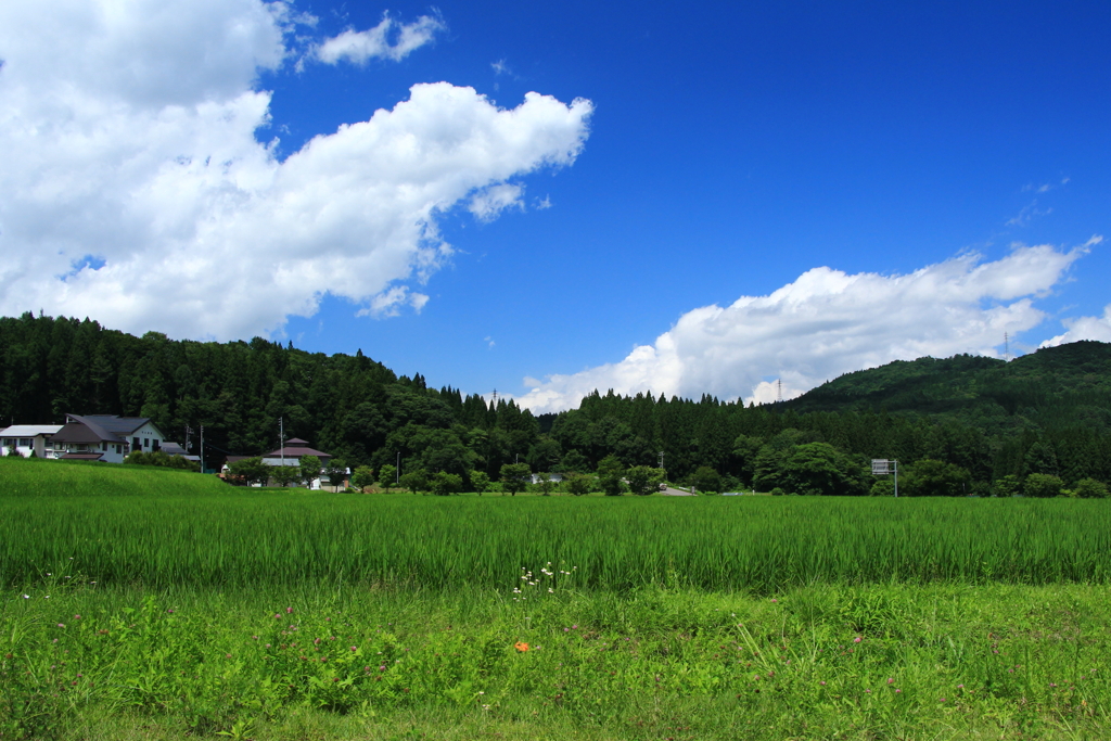 夏景色