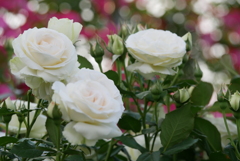 薔薇の花