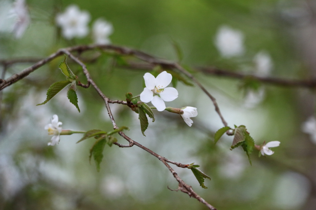 山桜