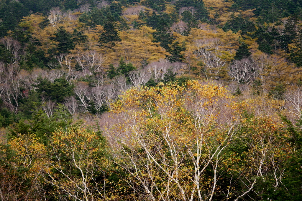 高峰高原の紅葉