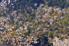 山桜も綺麗！