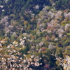 山桜も綺麗！
