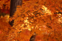 華