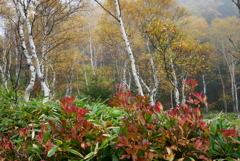 紅葉