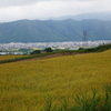 秋の棚田