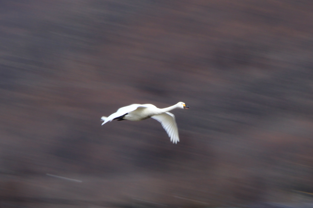 安曇野の白鳥