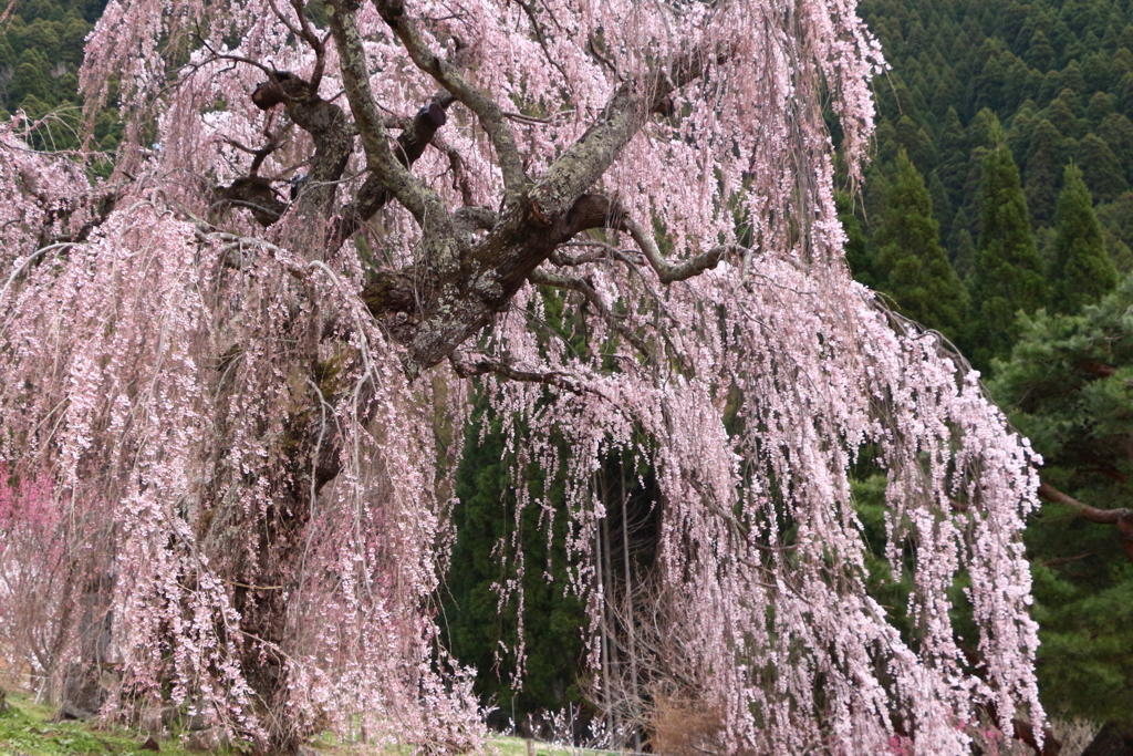 弁天さんのしだれ桜
