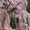 弁天さんのしだれ桜