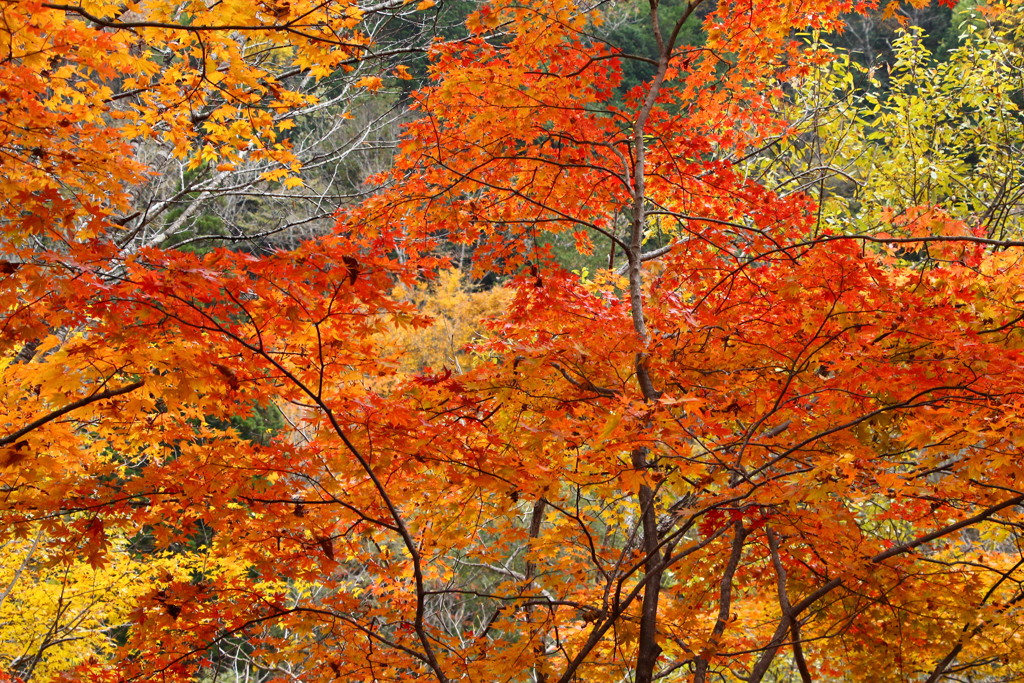 紅葉
