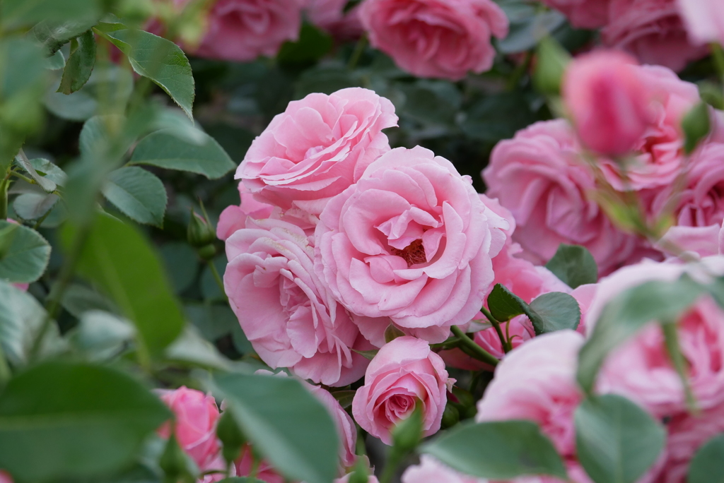 薔薇の花