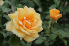 薔薇