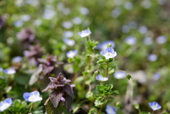 野の花　　