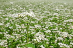 蕎麦の花