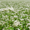 蕎麦の花
