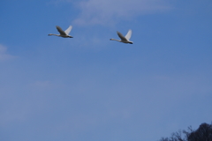 安曇野の白鳥