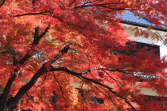 上田城の秋