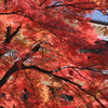 上田城の秋