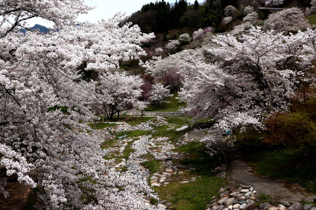 信州の桜