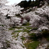信州の桜