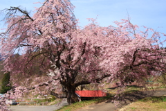 番所の桜