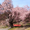 番所の桜