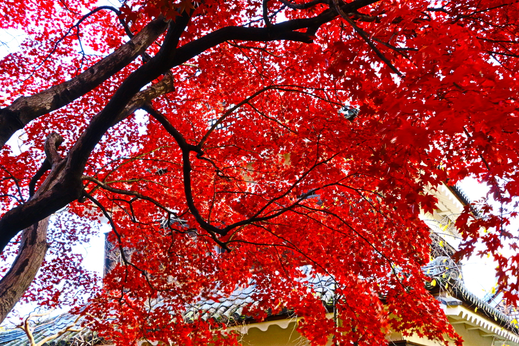 上田城の紅葉