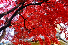 上田城の紅葉