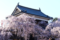 上田城の桜